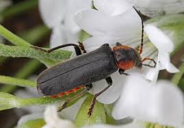 Attēlu rezultāti vaicājumam “Cantharis fusca larva”