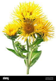 Attēlu rezultāti vaicājumam “Inula helenium flower”