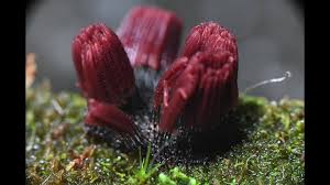 Attēlu rezultāti vaicājumam “Stemonitis flavogenita macro”