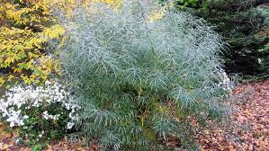 Attēlu rezultāti vaicājumam “Salix repens subsp. rosmarinifolia”