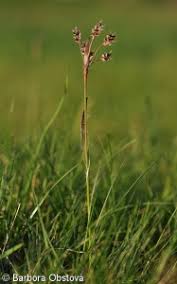 Attēlu rezultāti vaicājumam “Luzula campestris fruit”