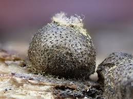 Attēlu rezultāti vaicājumam “Lycogala miserum sessile”