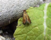 Attēlu rezultāti vaicājumam “Cauchas rufimitrella”