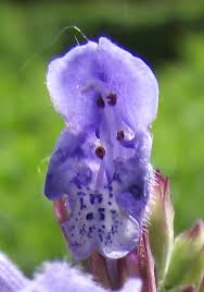 Attēlu rezultāti vaicājumam “Dracocephalum ruyschiana leaf”
