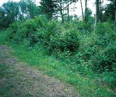 Attēlu rezultāti vaicājumam “Clossiana euphrosyne upperside”