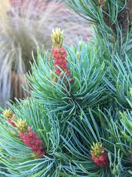 Attēlu rezultāti vaicājumam “Pinus pumila”