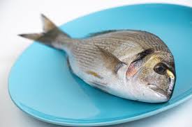 Image result for Sparus aurata