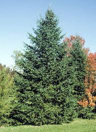 Attēlu rezultāti vaicājumam “Abies balsamea”