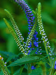Attēlu rezultāti vaicājumam “Veronica longifolia flower”