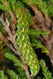Attēlu rezultāti vaicājumam “Anarta myrtilli larva”