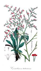 Attēlu rezultāti vaicājumam “Plumbaginaceae”