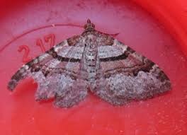 Attēlu rezultāti vaicājumam “Xanthorhoe designata”