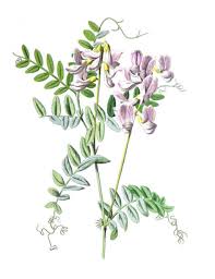 Attēlu rezultāti vaicājumam “Vicia sylvatica”