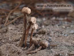 Attēlu rezultāti vaicājumam “Tulostoma fimbriatum”