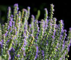 Attēlu rezultāti vaicājumam “Hyssopus officinalis flower”