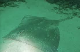 Image result for Dipturus intermedius