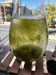 Attēlu rezultāti vaicājumam “Utricularia x neglecta”