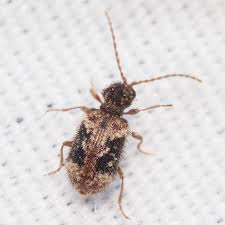 Attēlu rezultāti vaicājumam “Ptinus sp. female”