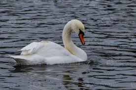 Image result for Cygnus olor