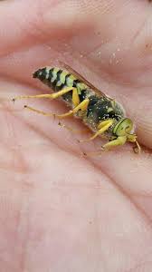 Attēlu rezultāti vaicājumam “Bembix rostrata”