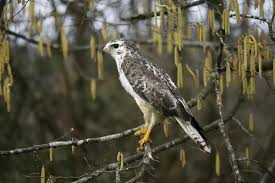 Attēlu rezultāti vaicājumam “Buteo buteo adult”