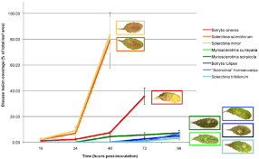 Attēlu rezultāti vaicājumam “Myriosclerotinia scirpicola”