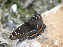 Attēlu rezultāti vaicājumam “Limenitis populi”