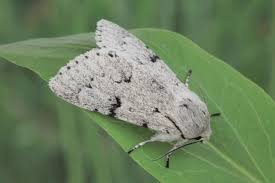 Attēlu rezultāti vaicājumam “Acronicta leporina”