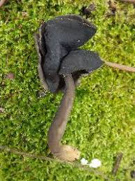 Attēlu rezultāti vaicājumam “Helvella atra”