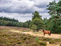 Image result for New Forest/Waterside