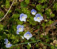 Attēlu rezultāti vaicājumam “Veronica filiformis flower”