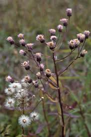 Attēlu rezultāti vaicājumam “Erigeron acris flower”