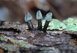 Attēlu rezultāti vaicājumam “Ionomidotis irregularis”