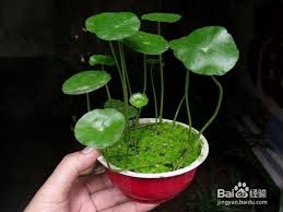 「銅錢草」的圖片搜尋結果