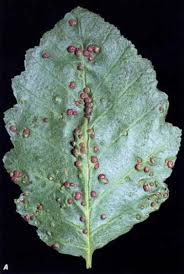 Attēlu rezultāti vaicājumam “Eriophyes laevis”