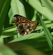 Attēlu rezultāti vaicājumam “Clossiana selene”