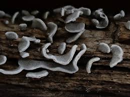 Attēlu rezultāti vaicājumam “Physarum bivalve”