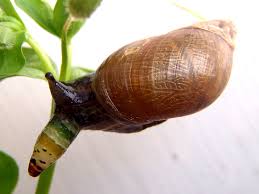 Attēlu rezultāti vaicājumam “Leucochloridium paradoxum”