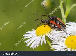 Attēlu rezultāti vaicājumam “Anastrangalia sanguinolenta”