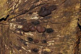 Attēlu rezultāti vaicājumam “Hypoxylon fuscum”