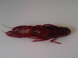 Attēlu rezultāti vaicājumam “Astacus astacus”