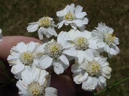 Attēlu rezultāti vaicājumam “Achillea ptarmica fruit”