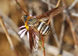 Attēlu rezultāti vaicājumam “Exoprosopa capucina”