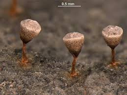 Attēlu rezultāti vaicājumam “Craterium leucocephalum”