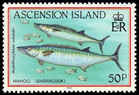 Image result for Acanthocybium solandri