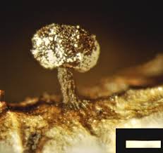 Attēlu rezultāti vaicājumam “Didymium melanospermum spores”