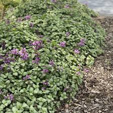 Attēlu rezultāti vaicājumam “Lamium maculatum”