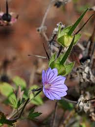 Attēlu rezultāti vaicājumam “Geranium bohemicum leaf”