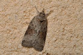 Attēlu rezultāti vaicājumam “Nycteola sp.”