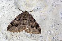 Attēlu rezultāti vaicājumam “Triphosa dubitata”